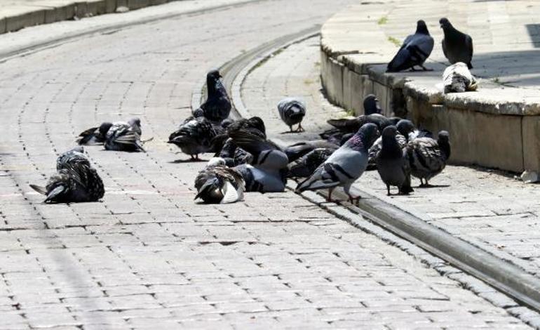 Meydanlarda beslenen güvercin ve kumrular, 'kuş gribi' tehlikesini artırıyor