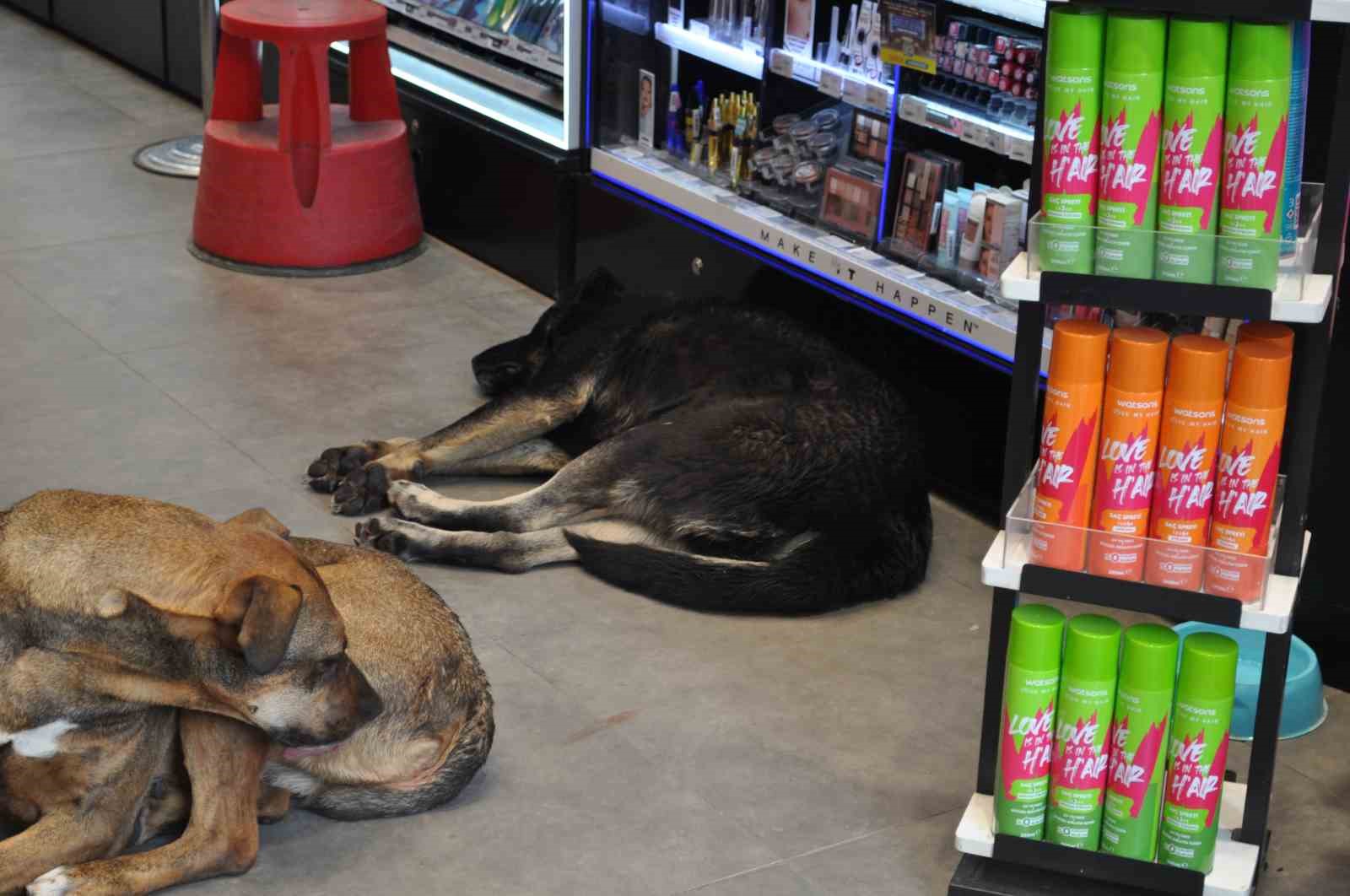 Soğukta üşüyen köpekler sıcak işletmelere sığındı