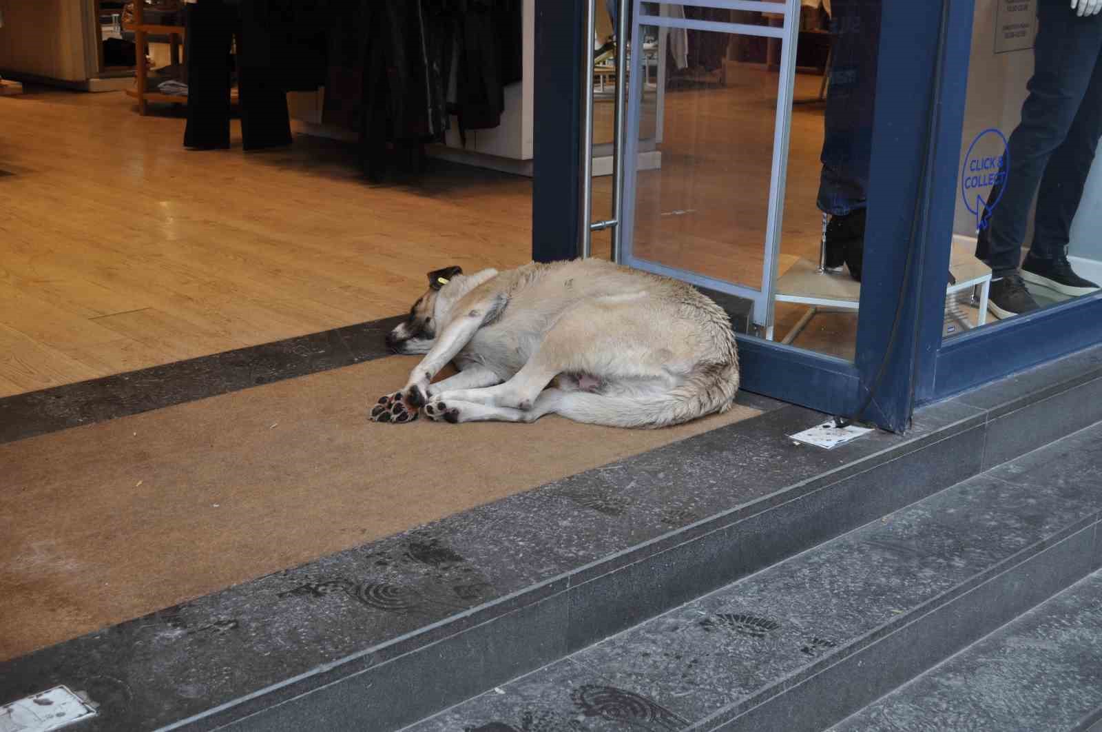 Soğukta üşüyen köpekler sıcak işletmelere sığındı