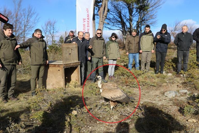 Tarlada bitkin bulunan 'kızıl akbaba' tedavisinin ardından Uludağ'da doğaya salındı