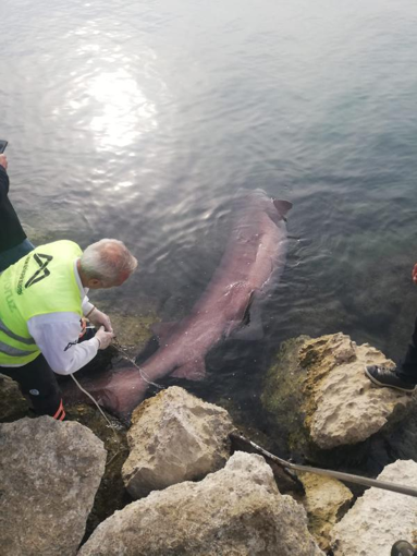 Mersin'de kıyıya 4 metrelik cam göz köpekbalığı vurdu
