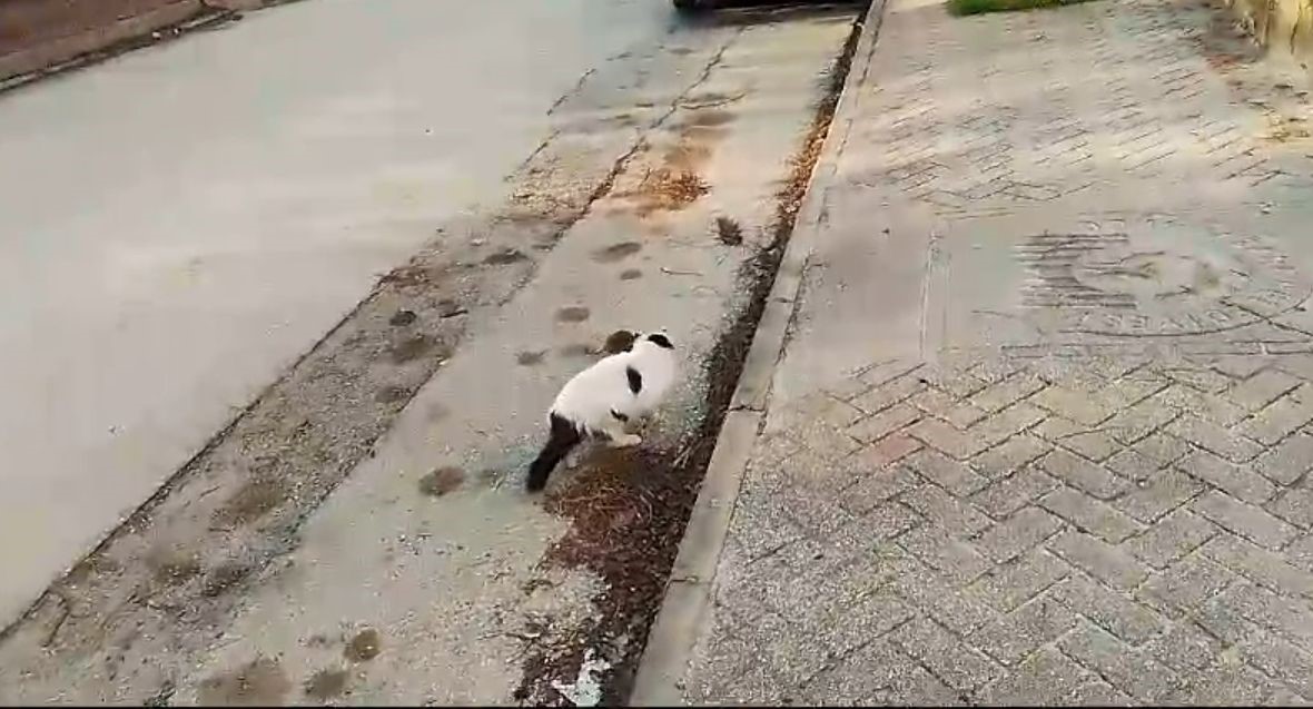 Sokak kedisi önündeki fareyi izlemekle yetindi