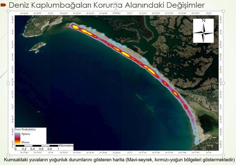 Deniz Kaplumbağaları Koruma ve İzleme Projesi raporunda 'sazlık kaybı' uyarısı