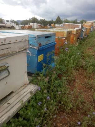 Mevsimlerin kaymasıyla arılar kış salkımı yapamamaya başladı