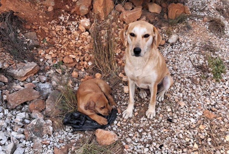 Antalya'da 4 yavru köpeğin kulak ve kuyruklarını kestiler