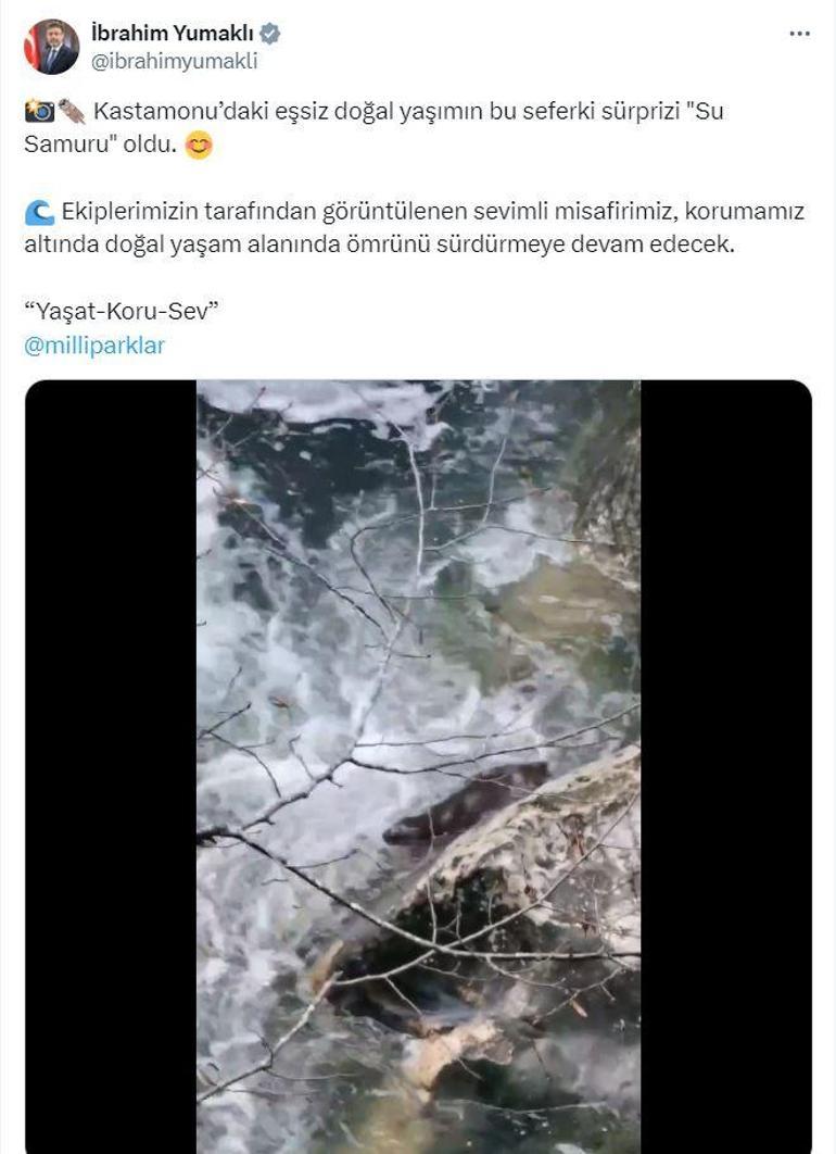Bakan Yumaklı, Kastamonu'da kayıt altına alınan su samurunun görüntüsünü paylaştı