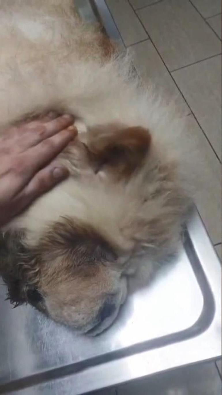 Sarıyer'de tornavidayla köpeğe işkence iddiasına Emniyetten açıklama