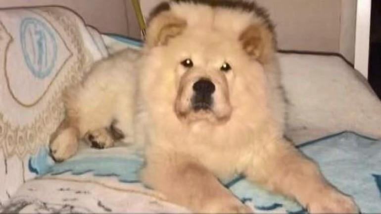 Sarıyer'de tornavidayla köpeğe işkence iddiasına Emniyetten açıklama