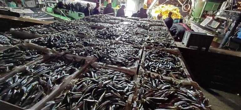 İstanbul'da kaçak avlanan 8 ton istavrit balığına el konuldu