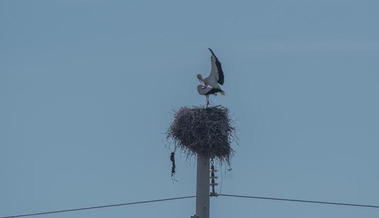 Leylekler, kışı Dicle Vadisi'nde geçirdi