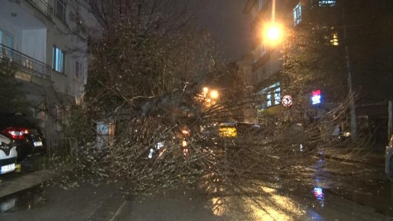 Çankaya'da şiddetli rüzgarın devirdiği ağaç yolu kapattı