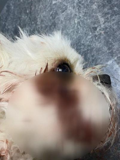 Beylikdüzü'nde Banu Parlak'ın köpeği saldırdığı komşusunun köpeğini öldürdü