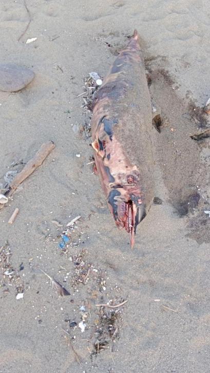 Trabzon'da sahilde ölü yunus bulundu