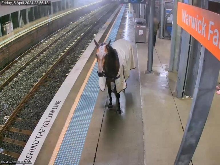 Avustralya’da kaçan yarış atı, tren istasyonuna daldı