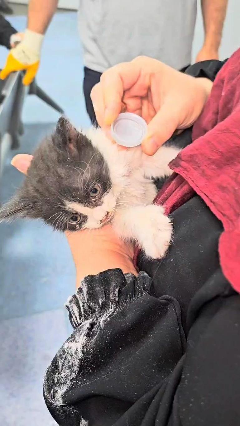 Bahçelievler'de hastanenin havalandırma boşluğuna düşen yavru kedi kurtarıldı
