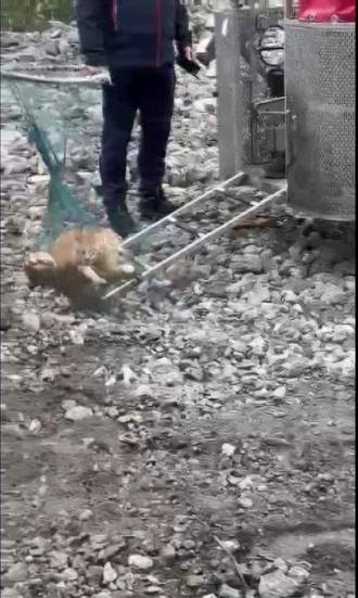 Gayrettepe'deki 1.Şube binasının yıkımı sırasında içeri giren kedi kurtarıldı
