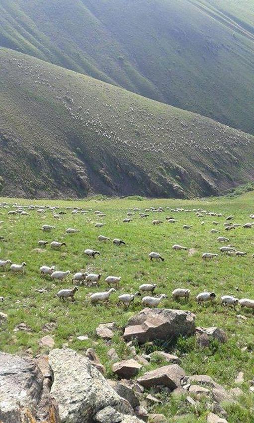 100 bin lira maaşla çalıştıracak çoban bulamıyorlar