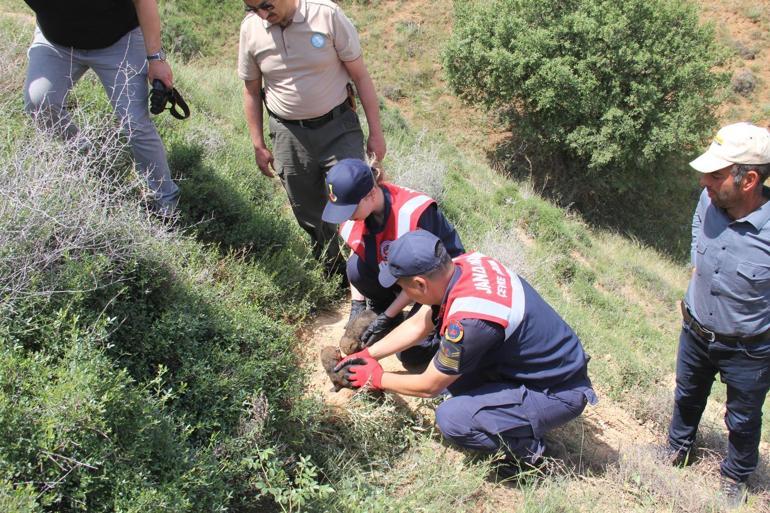 Kırıkkale'de köye getirilen kurt yavruları koruma altına alındı; 4 gözaltı