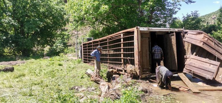 Hakkari-Çukurca kara yolunda devrilen TIR'daki onlarca koyun öldü