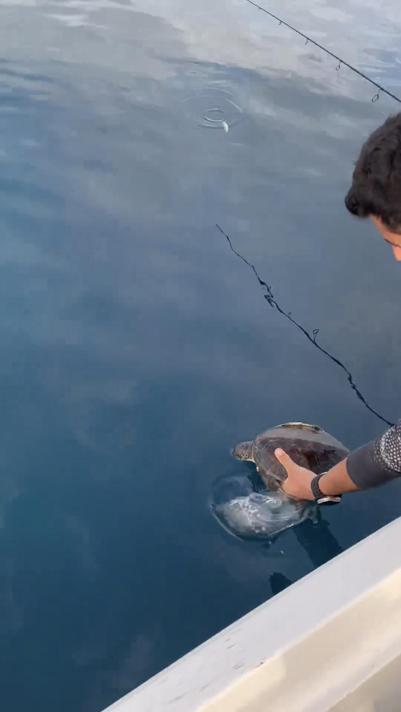 Çuvala takılan yavru deniz kaplumbağasını balıkçılar kurtardı