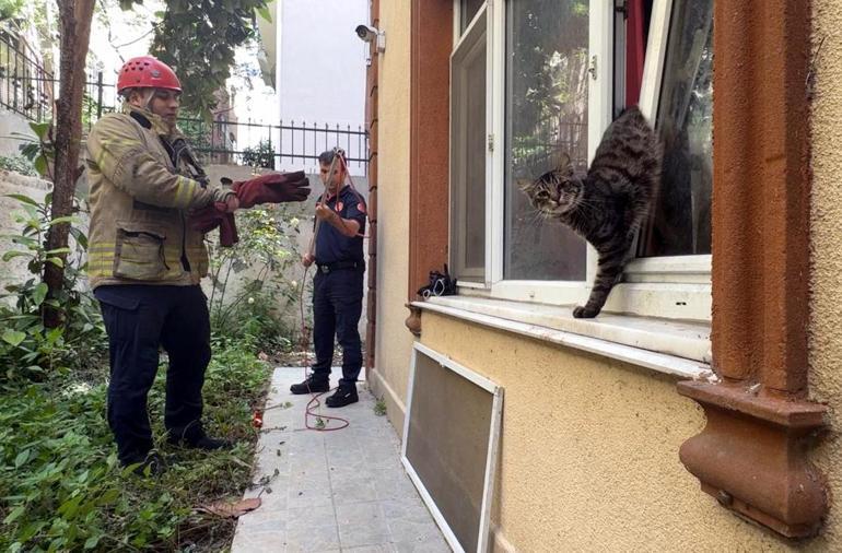 Avcılar’da pencerede sıkışan kediyi itfaiye kurtardı