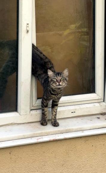 Avcılar’da pencerede sıkışan kediyi itfaiye kurtardı