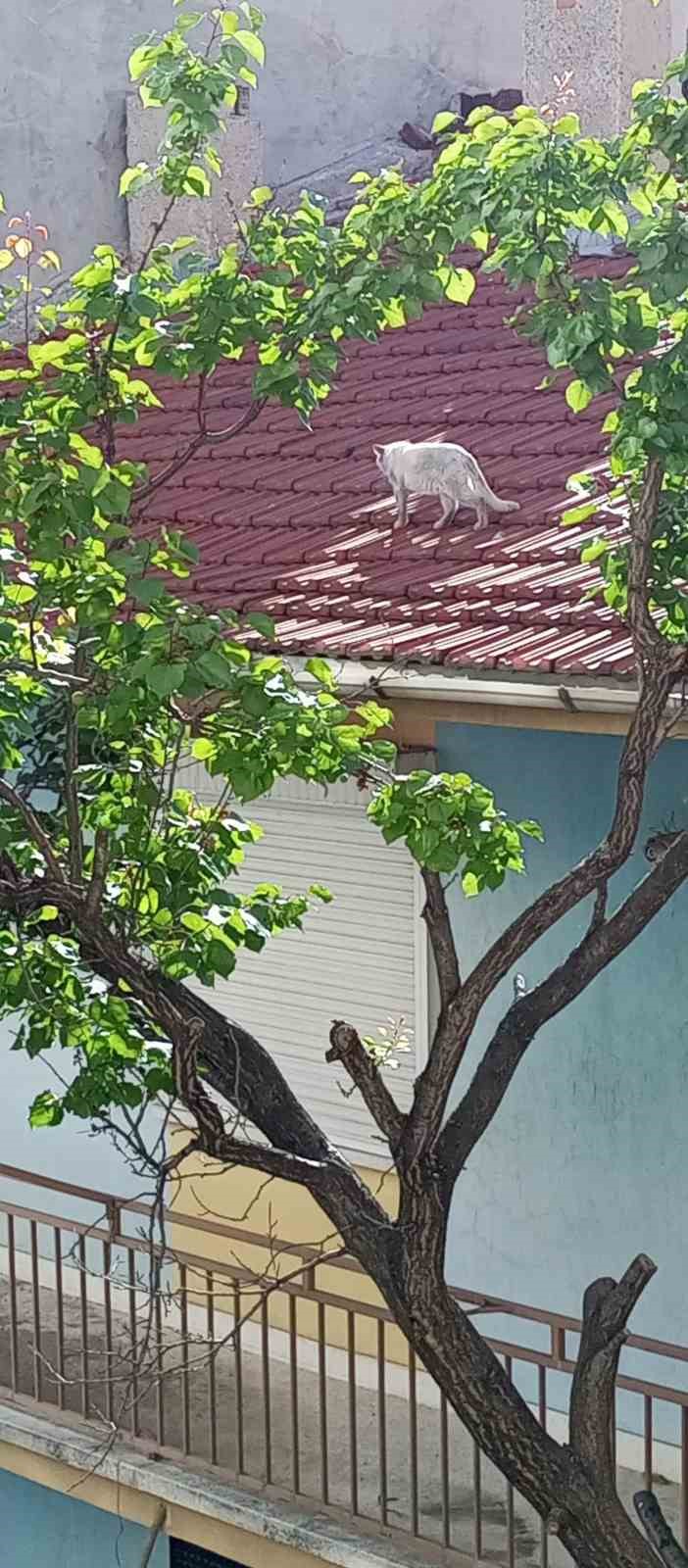 Bir haftadır çatıda olan kedi kurtarılmayı bekliyor