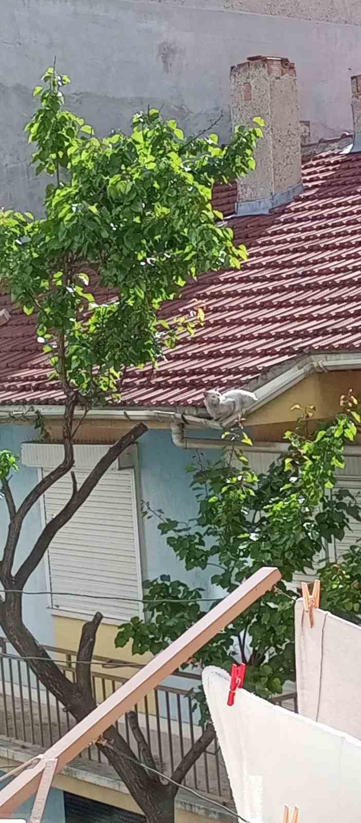 Bir haftadır çatıda olan kedi kurtarılmayı bekliyor