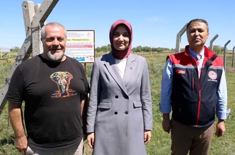 Eber sarısının özelliği genetik transferle diğer baklagillere aktarılacak