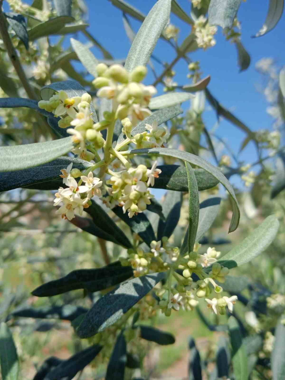 Eskişehir’de zeytin ağaçları çiçek açtı