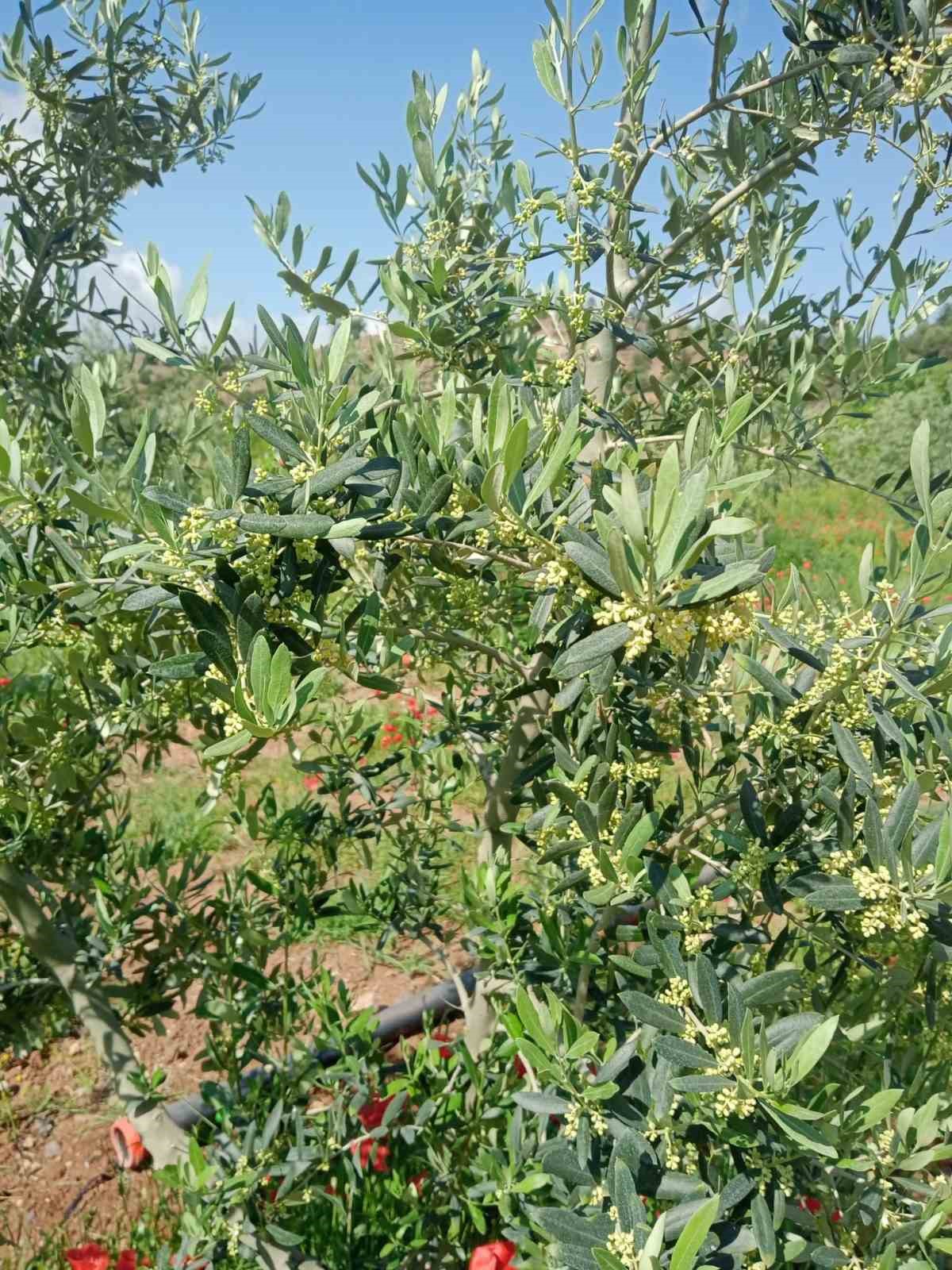 Eskişehir’de zeytin ağaçları çiçek açtı