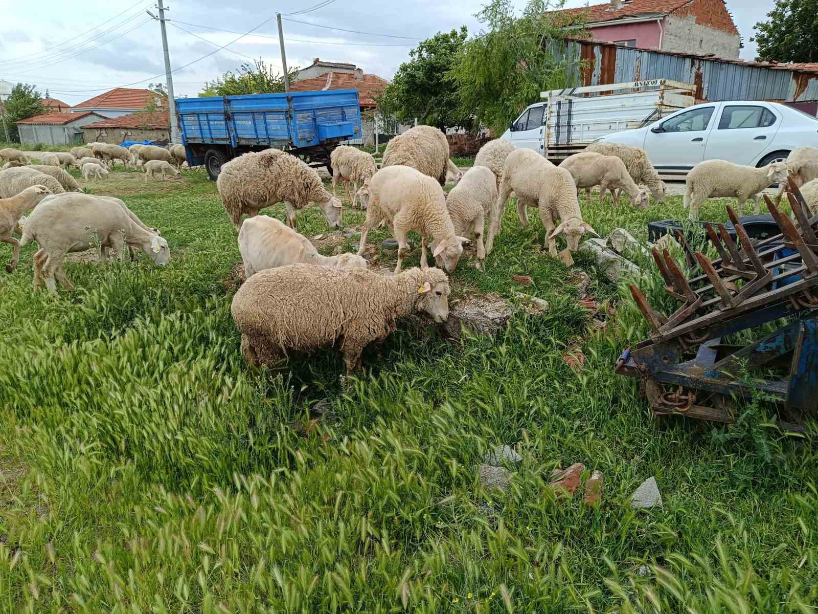 Eskişehir’de kurbanlık küçükbaş fiyatı 10 bin ile 25 bin lira arasında değişiyor