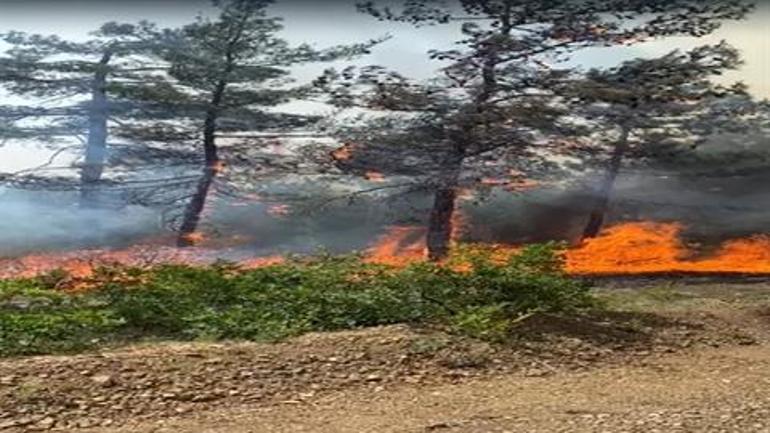 Bursa'da orman yangınına savcılık soruşturması