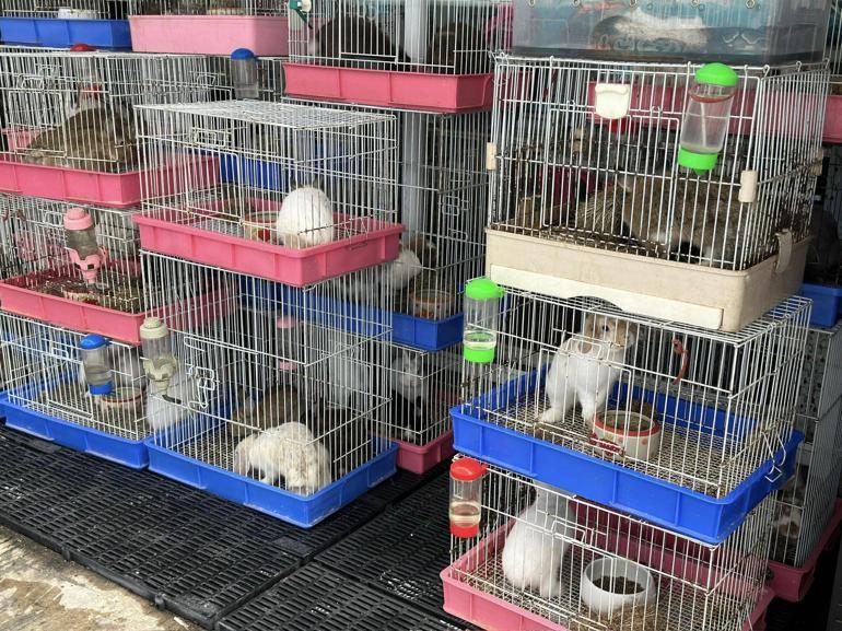 Tayland’da evcil hayvan pazarında yangın: Binlerce hayvan telef oldu