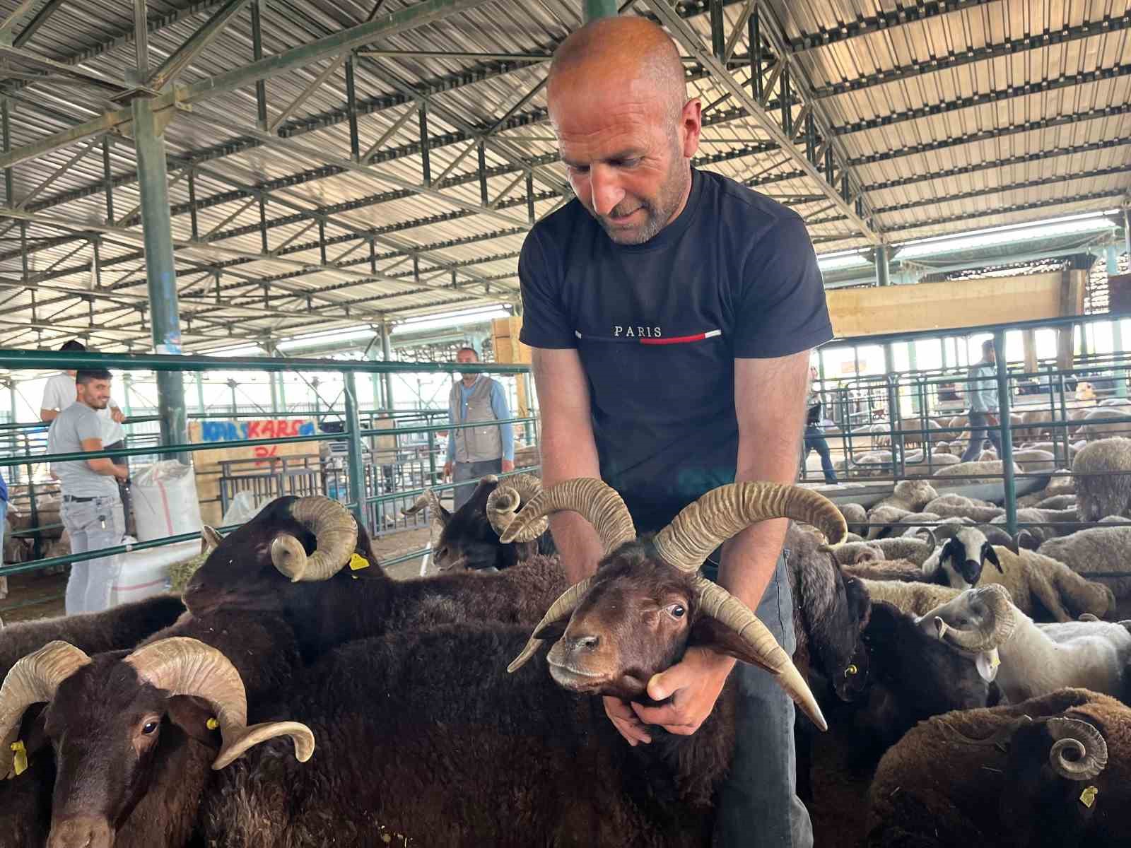 Bu koçları gören fotoğraf çekmeden gitmiyor