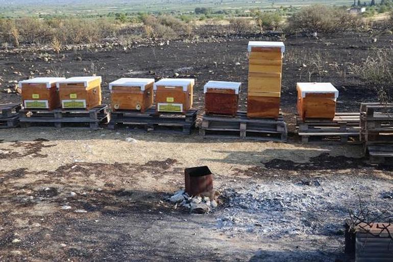 Pamukkale'de arıları uzaklaştırmak için tütsü yaktı, çıkan yangın ormana sıçradı