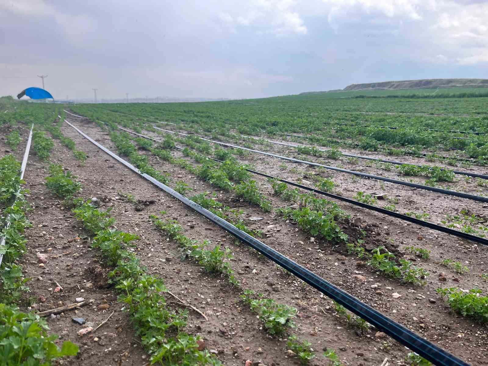 Yağışlar üreticinin yüzünü güldürse de yeraltı sularındaki seviye düşündürüyor