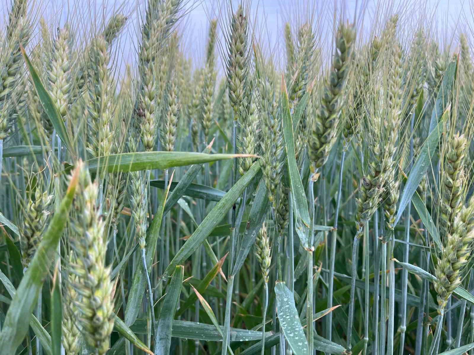 Yağışlar üreticinin yüzünü güldürse de yeraltı sularındaki seviye düşündürüyor