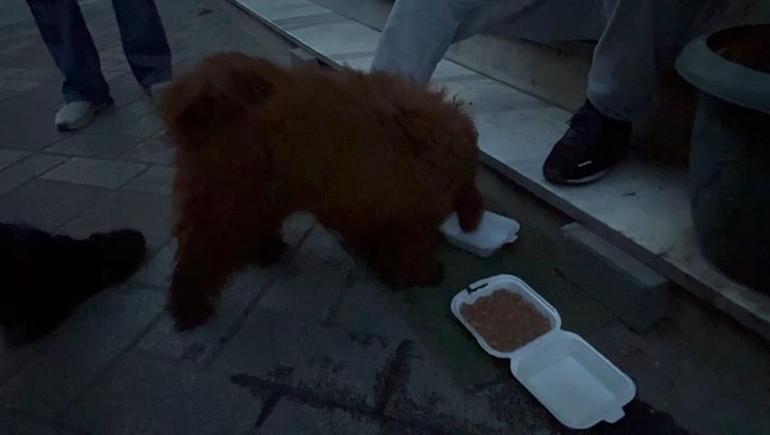 Küçükçekmece'de enkazdan köpek 'cookie' de kurtarıldı