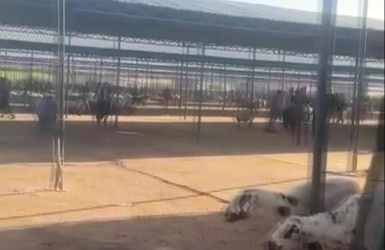 Şanlıurfa'da hayvan pazarında silahlı kavga: 1 ölü, 6 yaralı