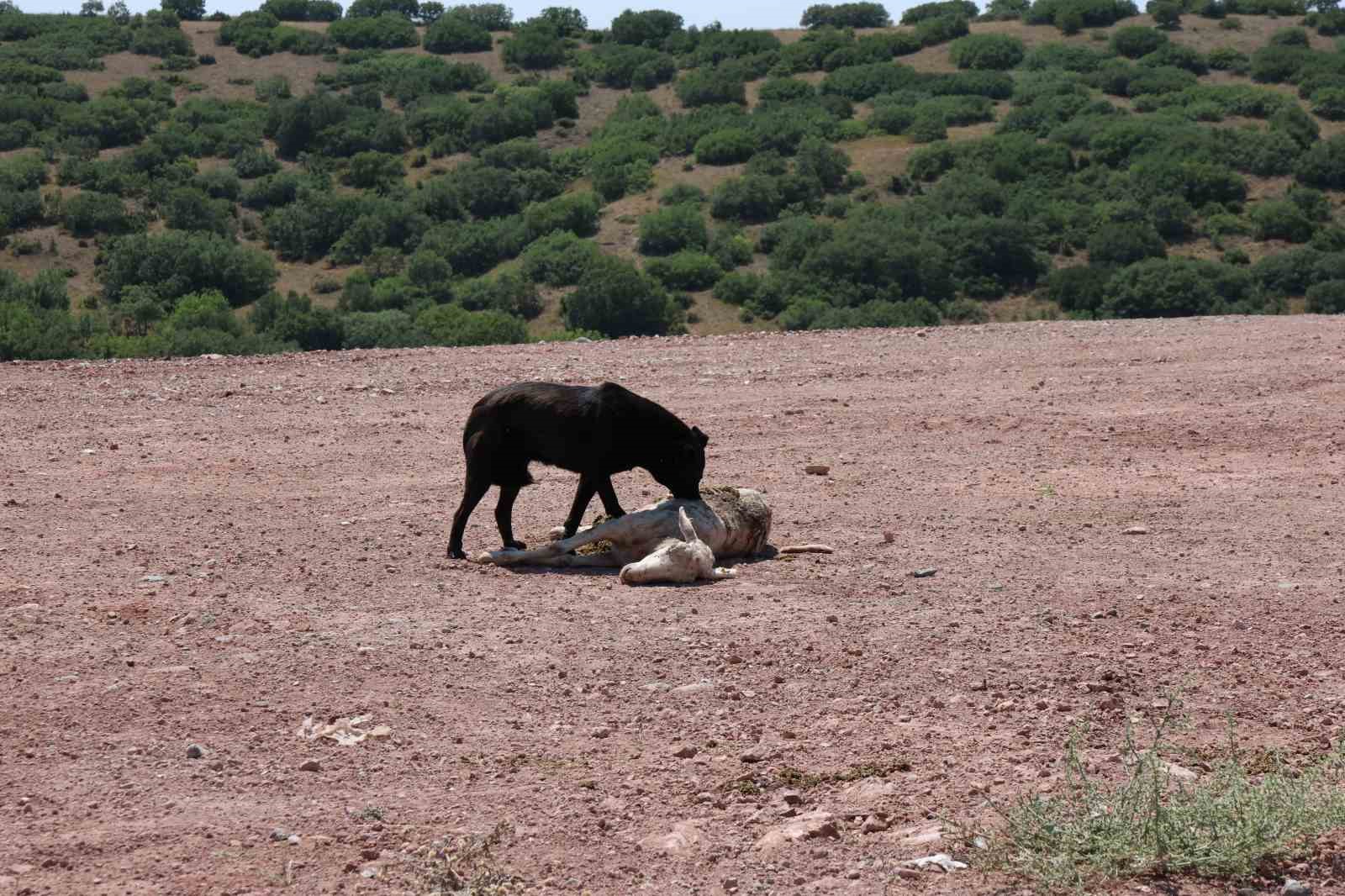 Başıboş köpekler 7 koyunu telef edip onlarcasını yaraladı