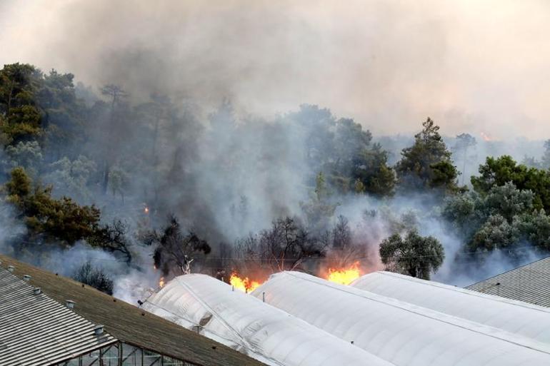 Antalya'daki orman yangınında 65 hektar kül oldu