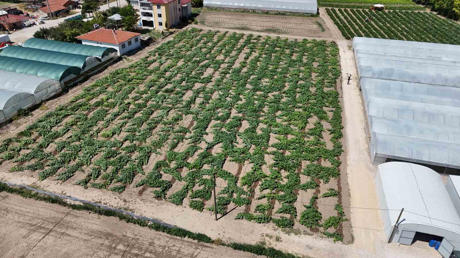 Eskişehir’de salatalık ve kabak fiyatları üreticiyi tatmin edecek seviyeye ulaştı