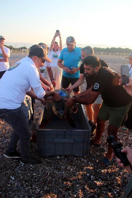Uydu izleme cihazı takılan kaplumbağalar, denize bırakıldı