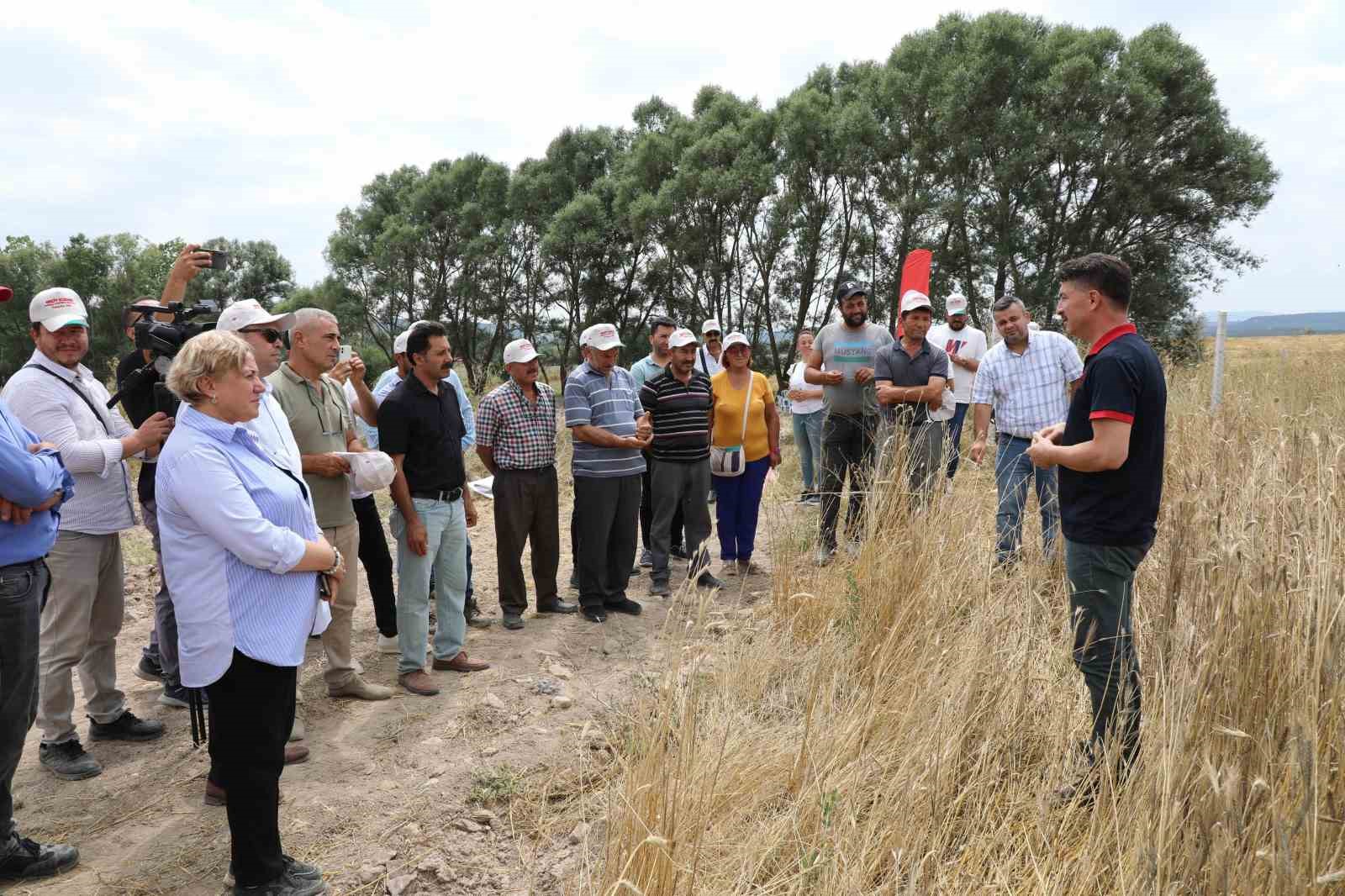 Eskişehir’de sarp tritikale ile bereketli hasat şöleni