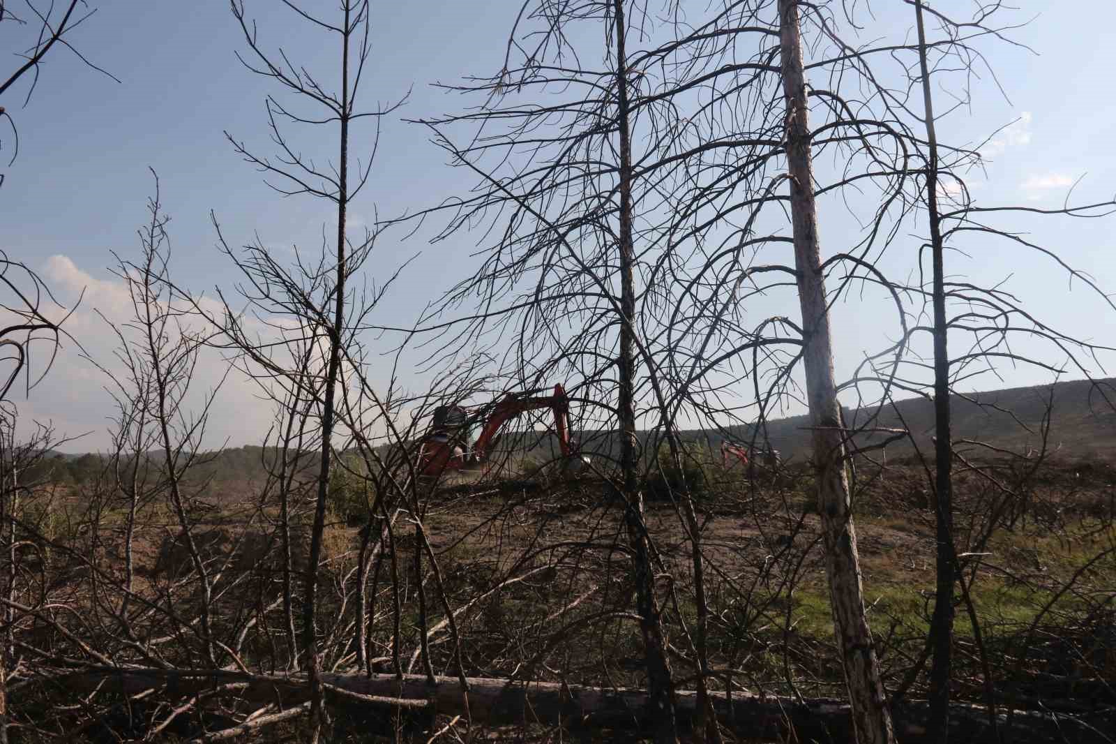 Kül olan 312 hektar ormanlık alan 333 bin fidanla yeşertilecek