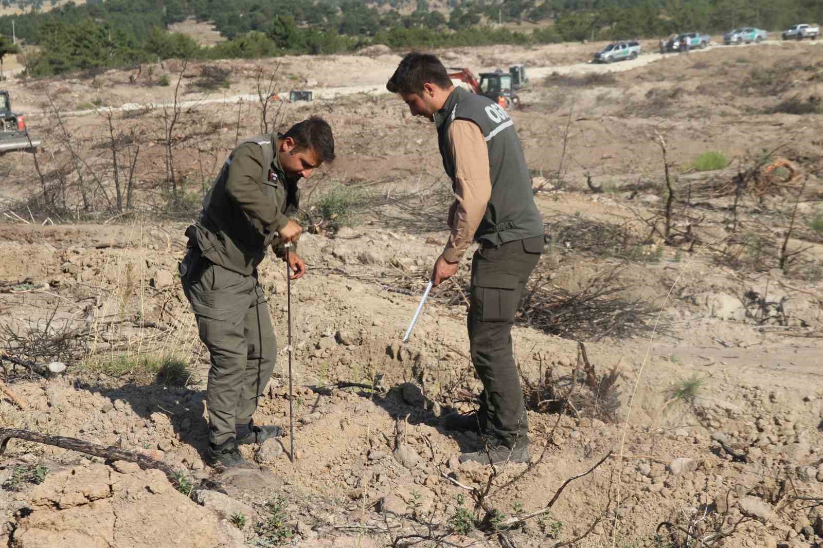 Kül olan 312 hektar ormanlık alan 333 bin fidanla yeşertilecek