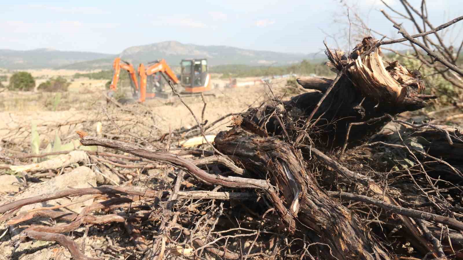 Kül olan 312 hektar ormanlık alan 333 bin fidanla yeşertilecek