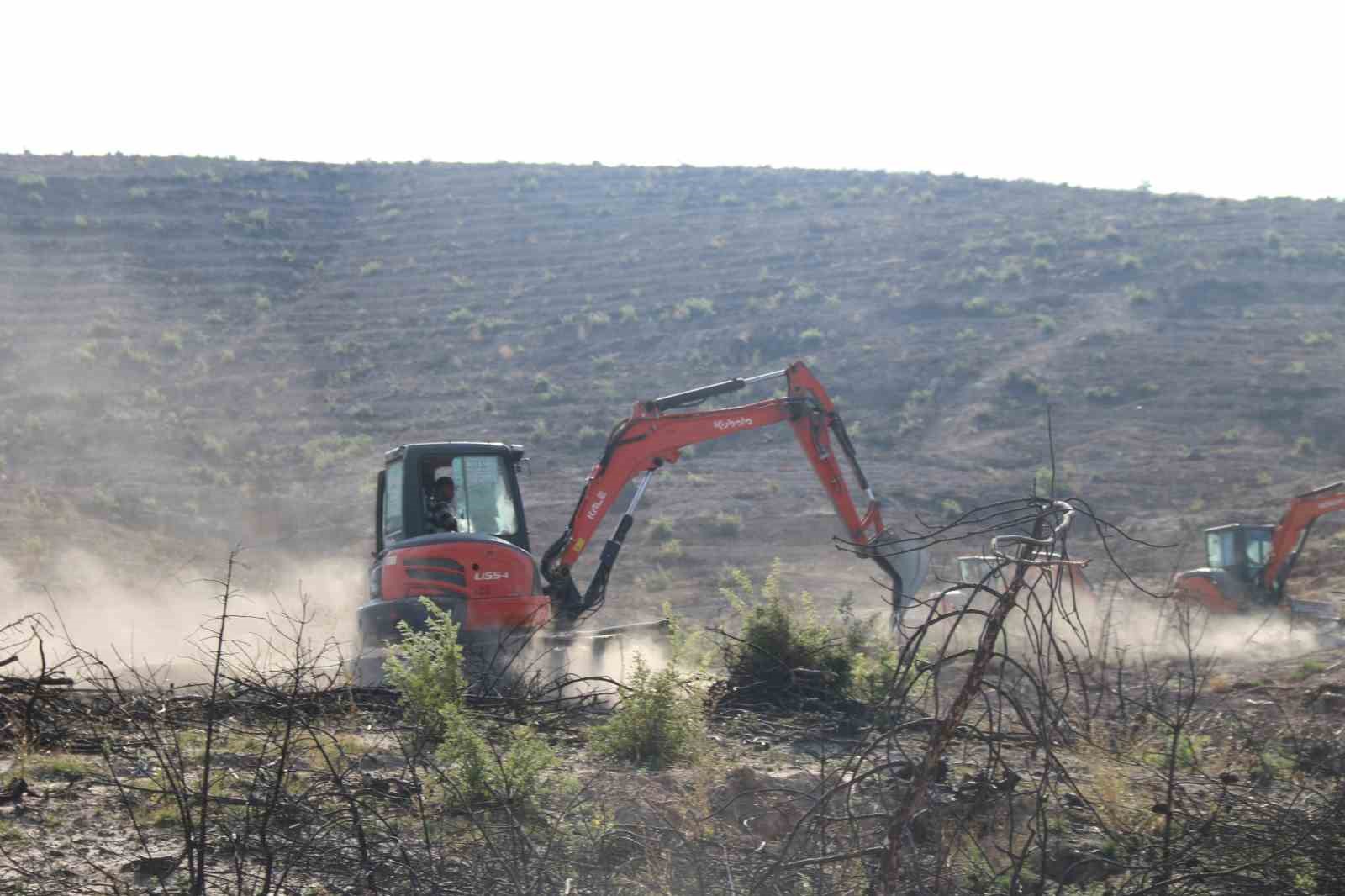 Kül olan 312 hektar ormanlık alan 333 bin fidanla yeşertilecek