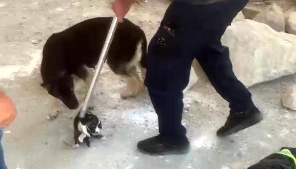 Enkazda sıkışan yavru köpekler kurtarıldı, anneleri bir an olsun başlarından ayrılmadı